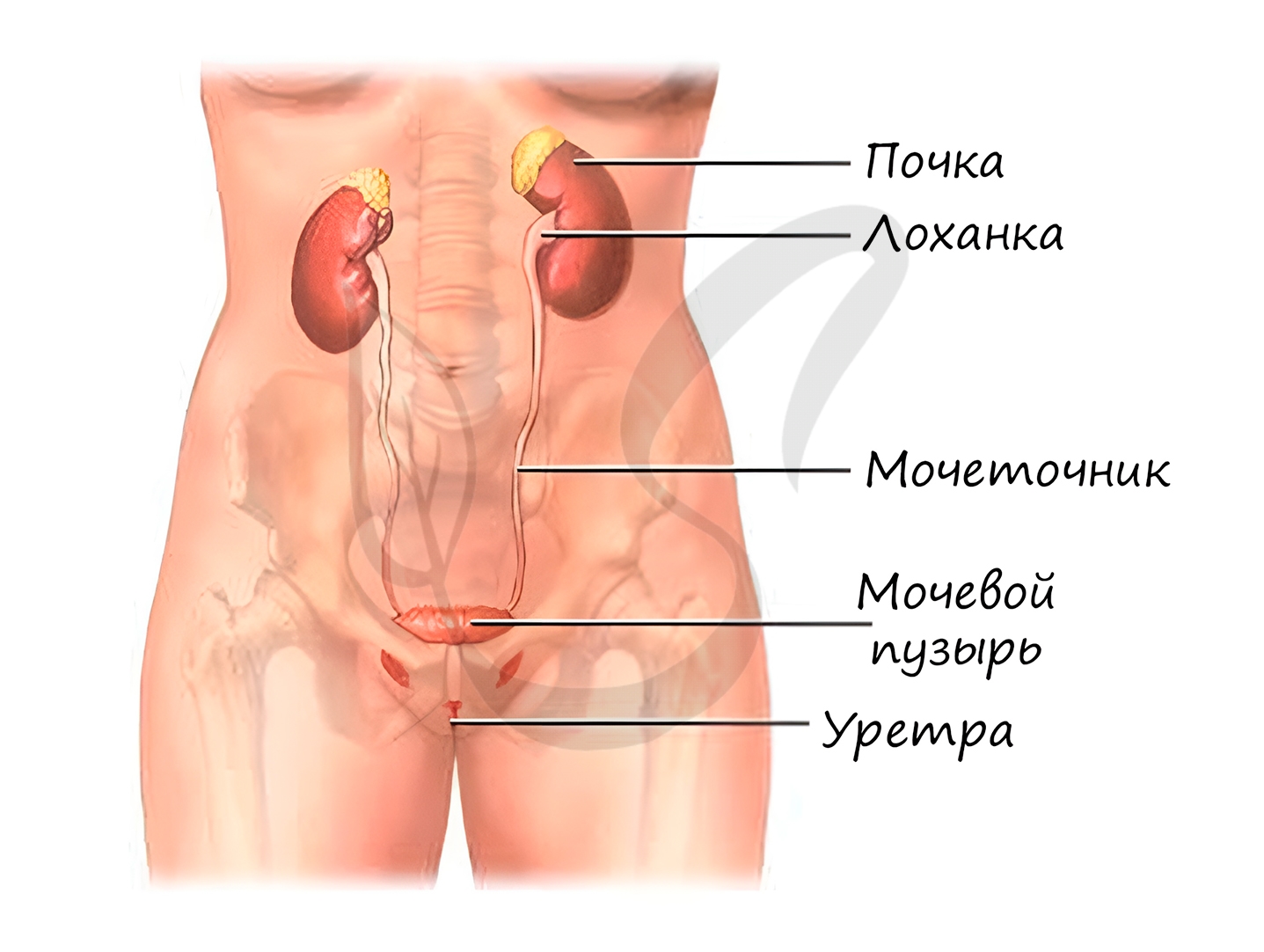 Ищу контент-менеджера